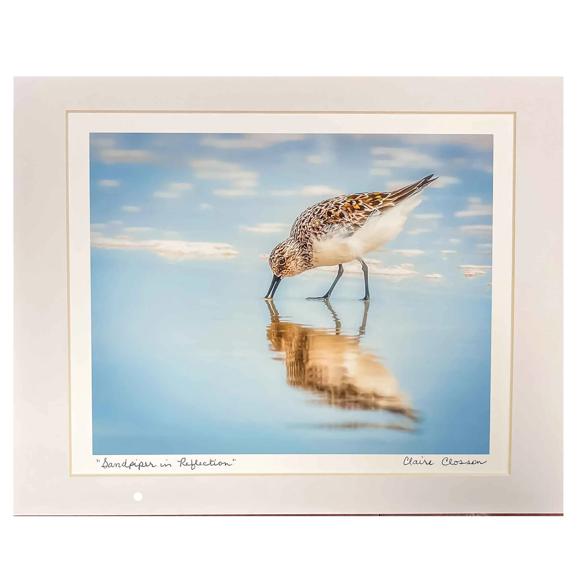 ECC “Sandpiper in Reflection”  Matted Print